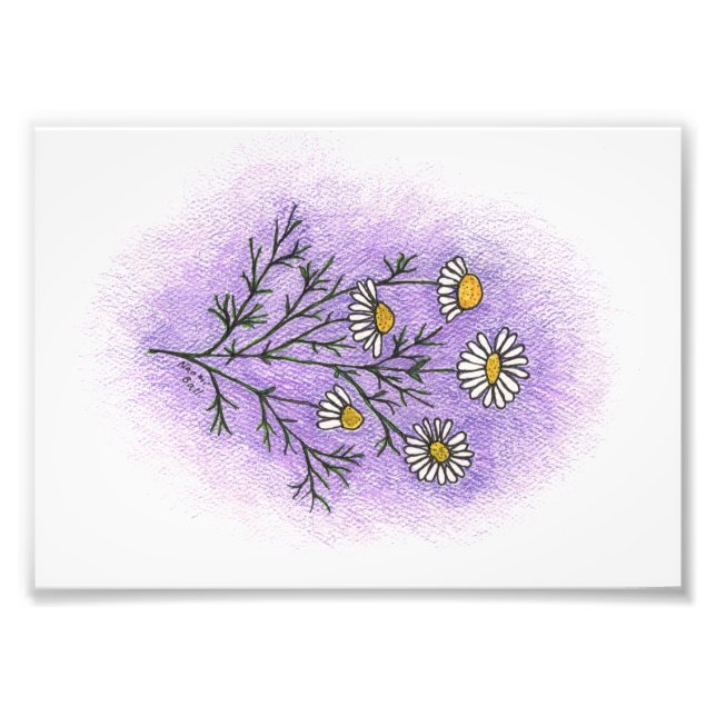 Chamomile Illustration Photo Print (Front)