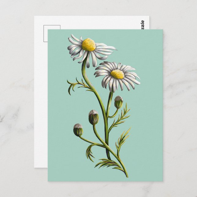 Chamomile Postcard (Front/Back)