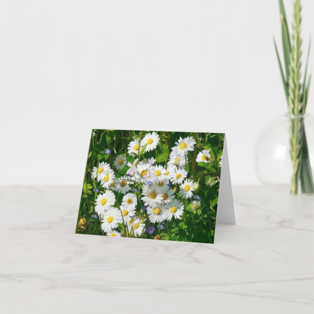 Champ blanc de la marguerite carte de voeux vierge (Devant)