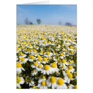 Champ chamomile, Hongrie