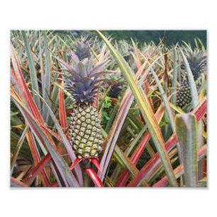 Champ d'ananas, ananas, photographie
