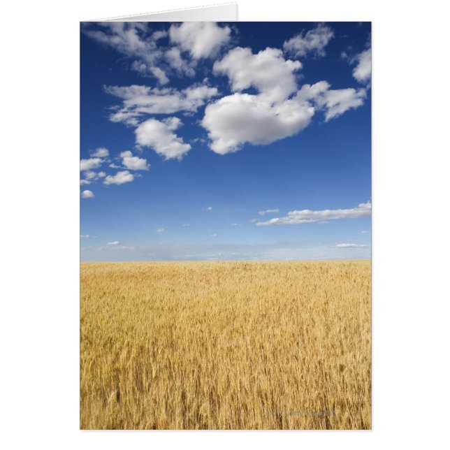 Champ de blé (Devant)