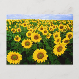 Champ de carte postale des tournesols