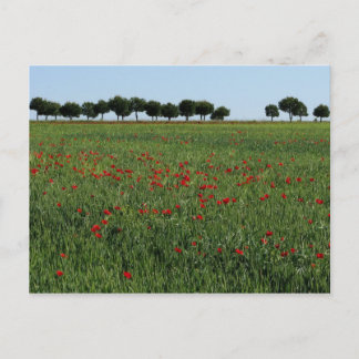 Champ de cartes postales de pavots