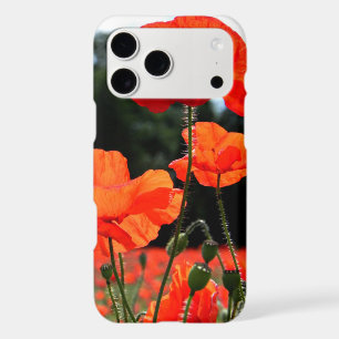 Champ de coquelicots, coquelicots rouges en fleurs