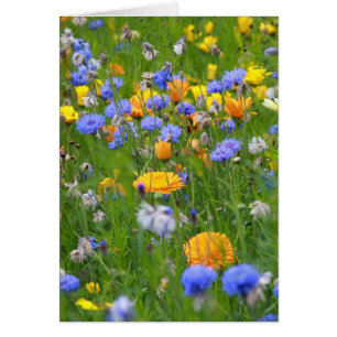 Champ De Fleurs