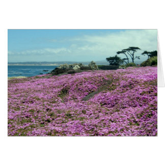 "Champ de fleurs"