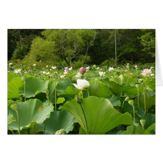 Champ de fleurs de Lotus Jardin d'été (Devant horizontal)