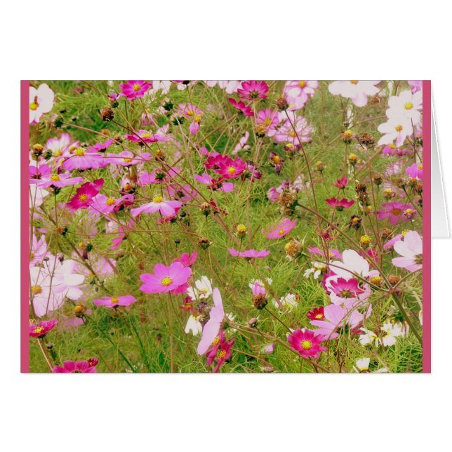 Champ De Fleurs Roses (Devant horizontal)