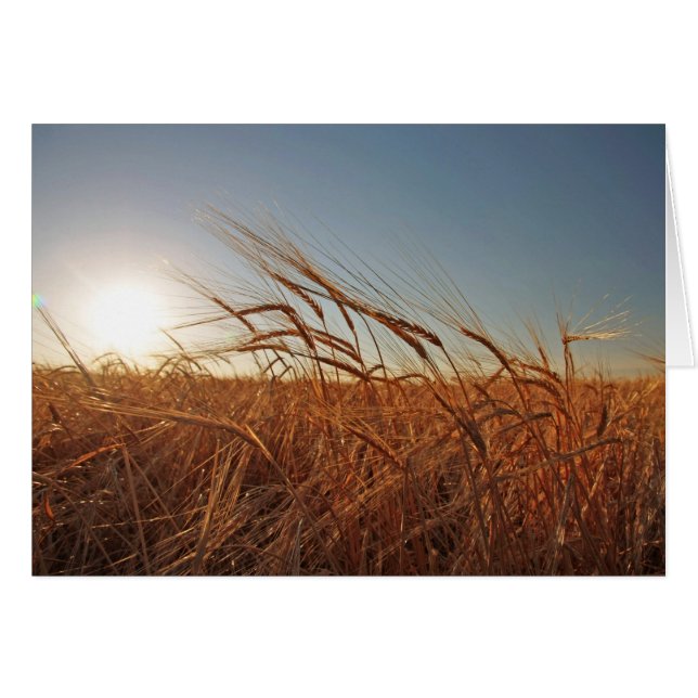 Champ de grain (Devant horizontal)