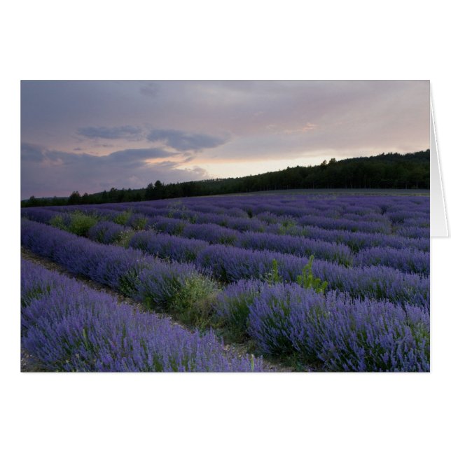 Champ de lavande au coucher du soleil (Devant horizontal)
