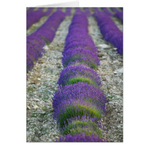Champ de lavande, Provence, France