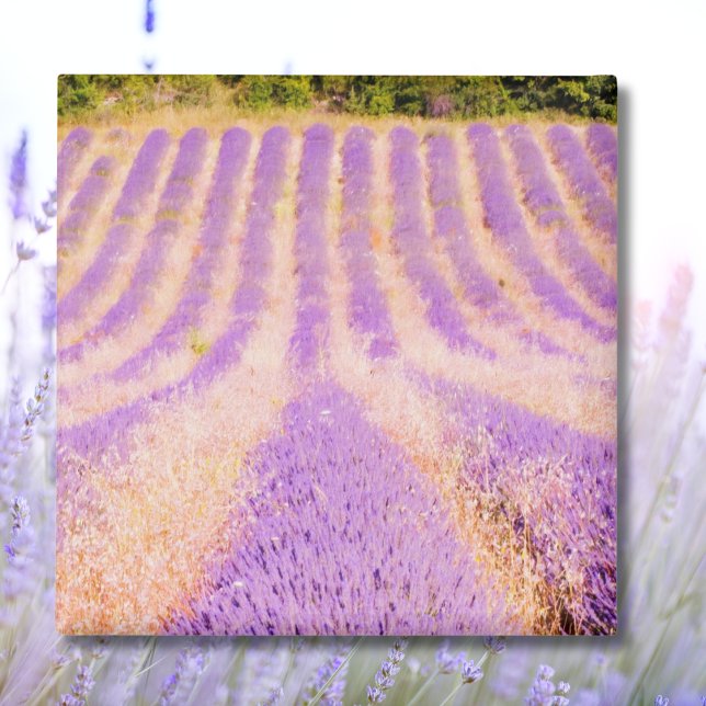 Champ De Lavande Provence France Magnet (Créateur téléchargé)