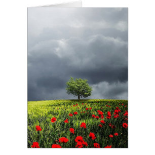 Champ de pavot et ciel nuageux