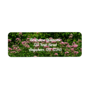 Champ De Sweet Joe Pye Weed Flowers Orton Adresse