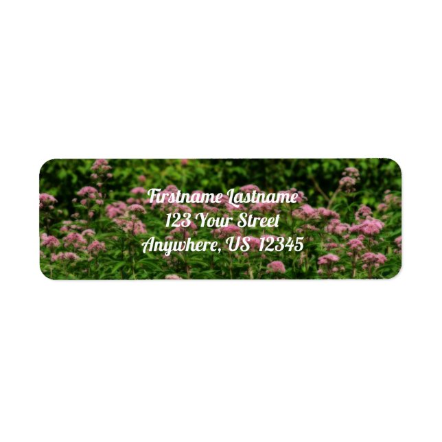 Champ De Sweet Joe Pye Weed Flowers Orton Adresse (Devant)