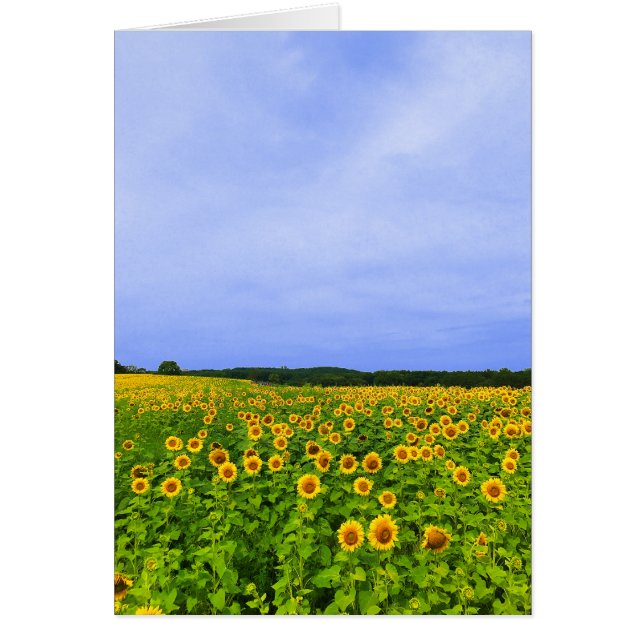 Champ de tournesols (Devant)