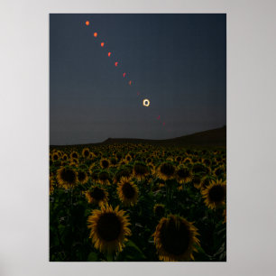 Champ de tournesols célestes - Impression d'art