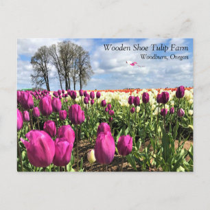Champ de tulipe avec cerf-volant, Oregon Carte pos