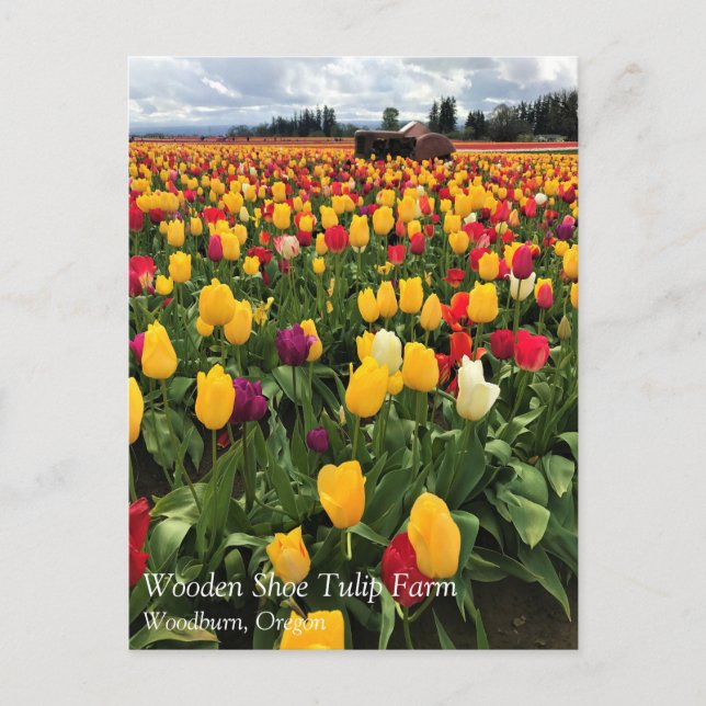 Champ de tulipe avec vieux tracteur, carte postale (Devant)