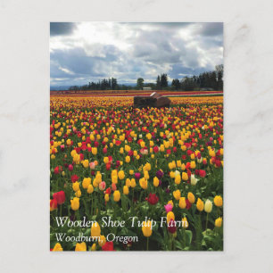 Champ de tulipe avec vieux tracteur, carte postale