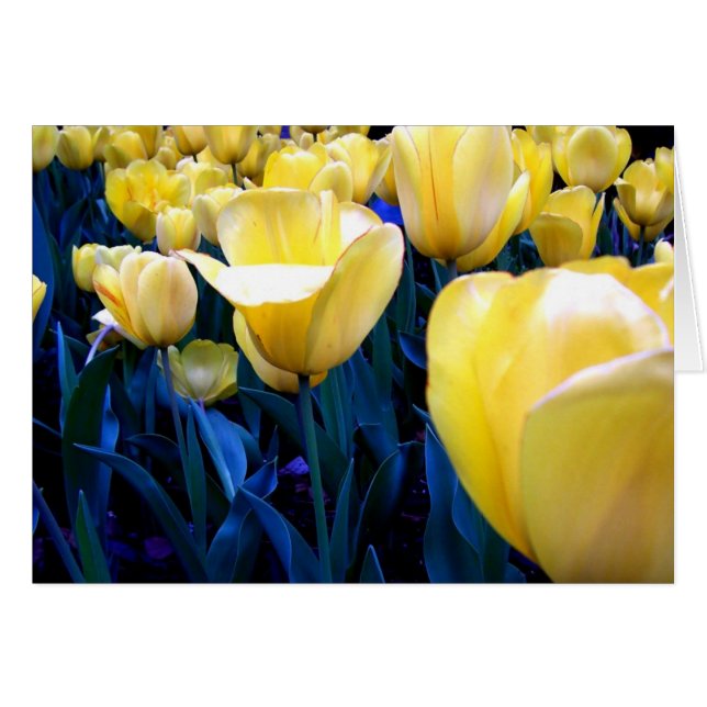 champ de tulipe jaune (Devant horizontal)