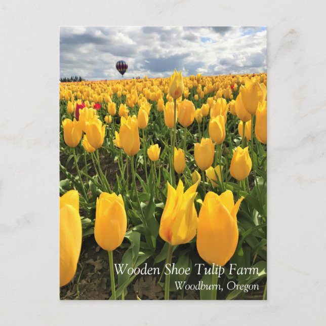 Champ de tulipe jaune avec carte postale à ballon  (Devant)