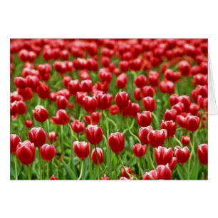 Champ de tulipes
