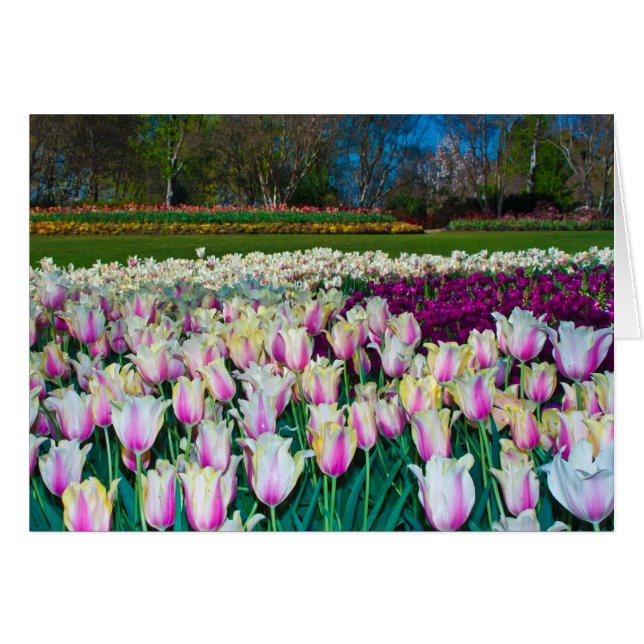 Champ de tulipes (Devant horizontal)