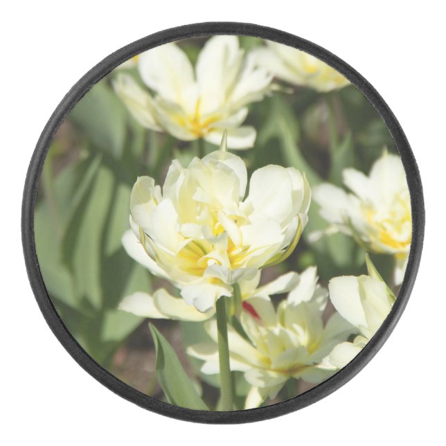 Champ de tulipes blanches (Devant)
