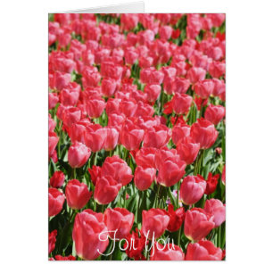 Champ de tulipes roses