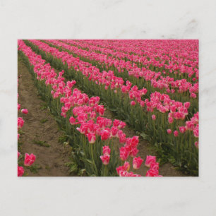 Champ de Tulipes roses photographie sur cartes