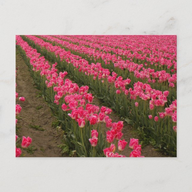 Champ de Tulipes roses photographie sur cartes (Devant)