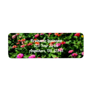 Champ De Zinnias Fleur Orton Adresse Effet