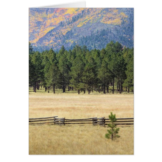 Champ flagstaff coloré (Devant)