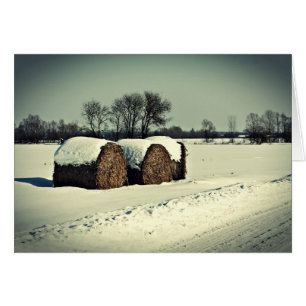 Champ neigeux