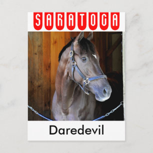 Champagne Stakes Winner "Daredevil" Postcard