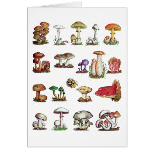 champignon