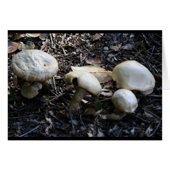 champignon 1 (Devant horizontal)
