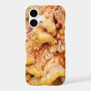 Champignon Orange