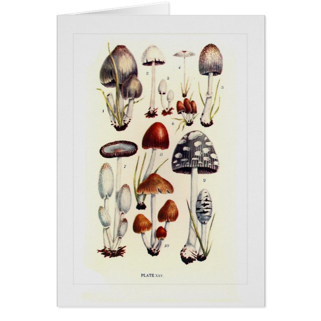 Champignons (Devant)