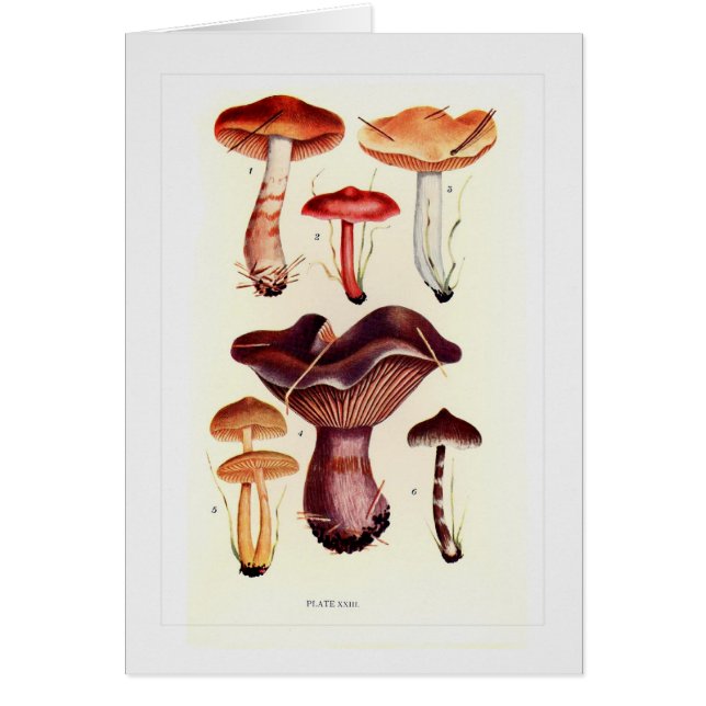 Champignons (Devant)