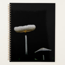 Champignons