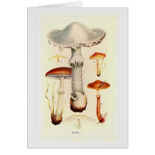 Champignons