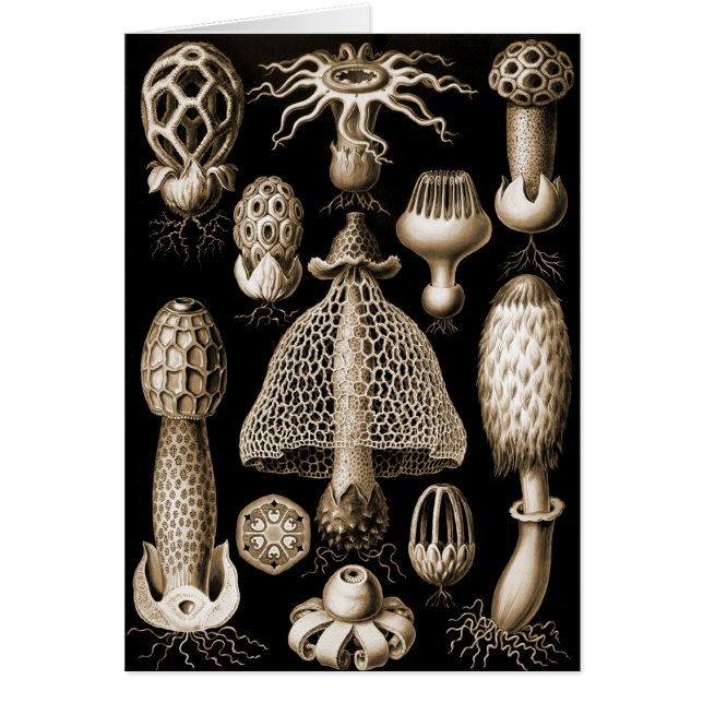 Champignons (Devant)