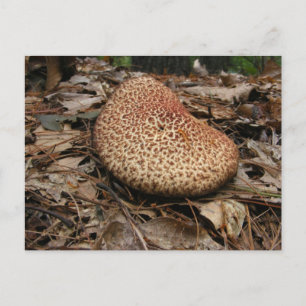 Champignons 149 ~ carte postale