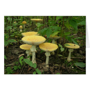 Champignons à germes