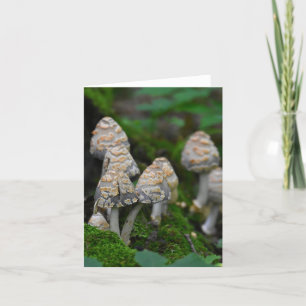 Champignons blanc carte pour notes