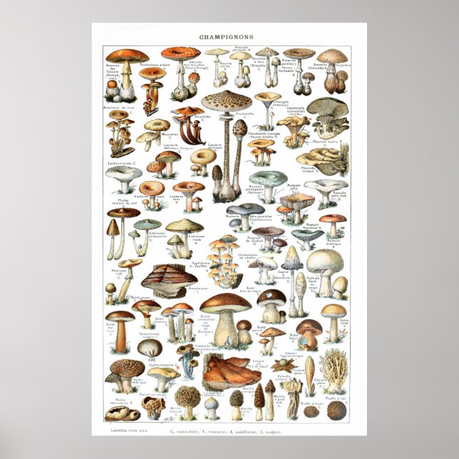 Champignons - Collection of mushrooms Poster (Front)