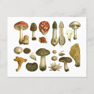 Champignons de champignons de champignons Carte po